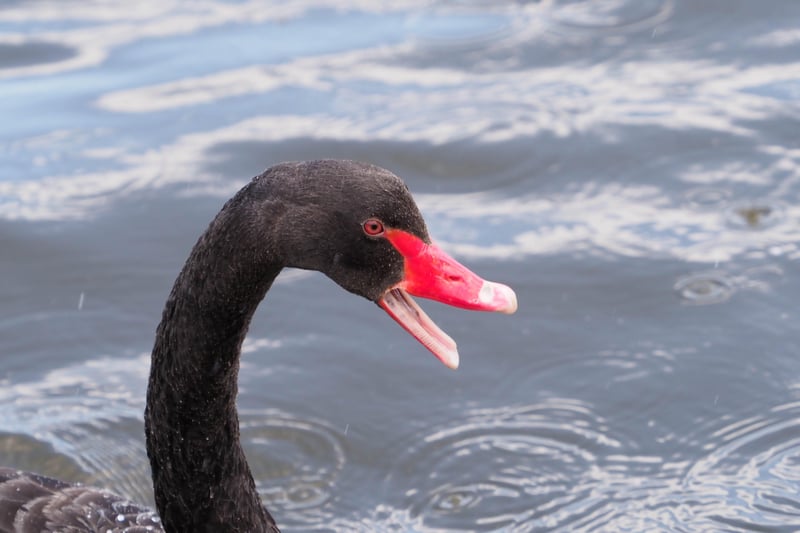 A black swan in Princes Park enjoying a lot of attention. Taken by Derek A Briggs using an Olympus mirrorless camera. SUS-210707-122249001