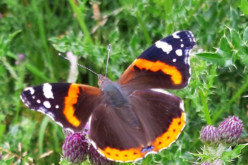 A Red Admiral butterfly spreads its wings on the Downs. Taken by Greg Willcocks with Samsung Galaxy. SUS-210707-114324001
