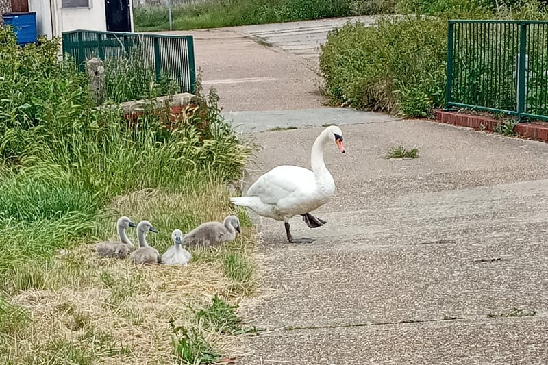 Swan and cygnets by the Bridgemere Centre, by Stephen Kittoe SUS-210707-115706001