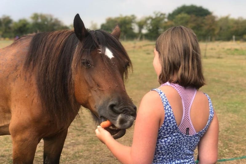 The kind of horses that come forward to see young people depends on the individual, said founder Dan Corbin.