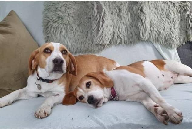 Lottie and Lola from RSPCA Surrey Woking & District Branch. SUS-210907-122117001