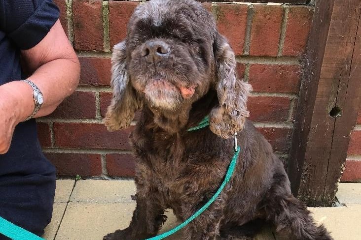 Beryl from Brighton Animal Centre: The 12-year-old blind and deaf cocker spaniel loves attention and treats. The RSPCA said she would ideally suit an experienced dog owner who has had a deaf and blind dog before. SUS-210907-122148001
