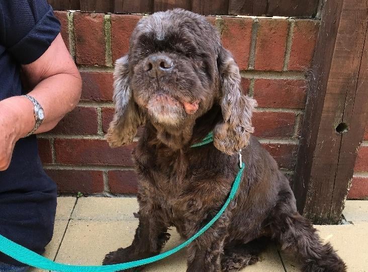Beryl from Brighton Animal Centre: The 12-year-old blind and deaf cocker spaniel loves attention and treats. The RSPCA said she would ideally suit an experienced dog owner who has had a deaf and blind dog before. SUS-210907-122148001