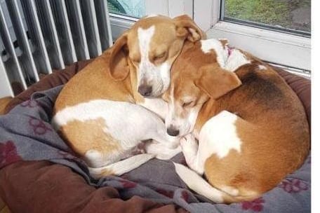 Lottie and Lola from RSPCA Surrey Woking and District Branch: The two beagles are four and nine-years-old. The RSPCA said the pair need a family who understand their breed and needs. SUS-210907-122218001