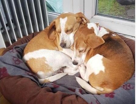 Lottie and Lola from RSPCA Surrey Woking and District Branch: The two beagles are four and nine-years-old. The RSPCA said the pair need a family who understand their breed and needs. SUS-210907-122218001