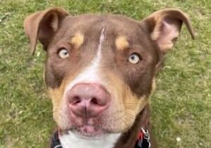 Bear from Brighton Animal Centre: The one-year-old husky,  staffie, collie cross is a friendly and active dog who would best suit a family without young children. SUS-210907-122128001