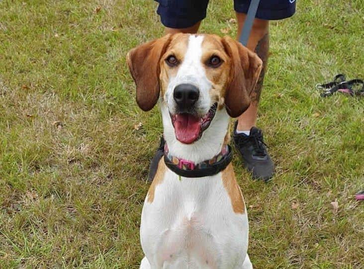 Bella from Millbrook Animal Centre: The one-year-old beagle cross loves toys and games. Bella would best suit an adult-only household. SUS-210907-122138001