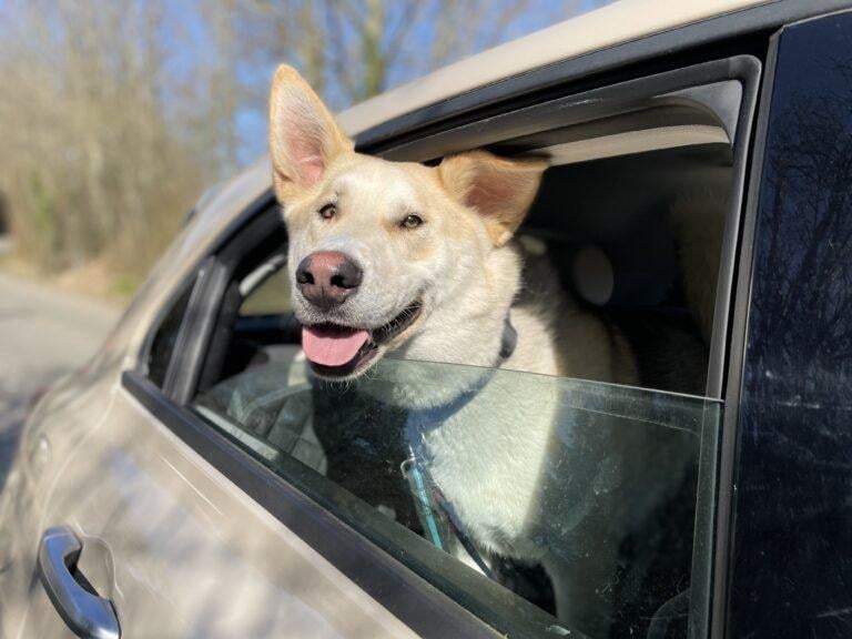 Copper from Brighton Animal Centre: The 'high-evergy' one-year-old husky cross is looking for a home with a very experienced owner. SUS-210907-122158001