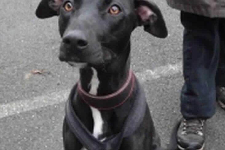 Dorothy from Millbrook Animal Centre: The 'timid' four-year-old lurcher cross is best suited for a patient family who can allow her to come out of her shell.
