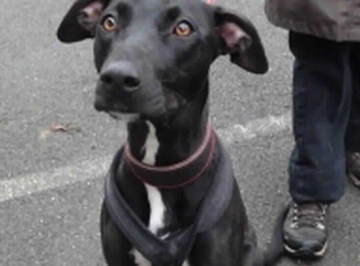Dorothy from Millbrook Animal Centre: The 'timid' four-year-old lurcher cross is best suited for a patient family who can allow her to come out of her shell.