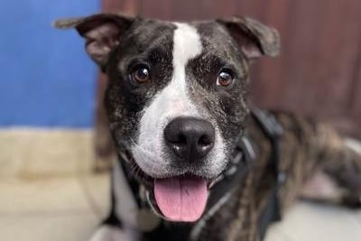 Kion from Brighton Animal Centre: The 'friendly' and 'lively' four-year-old staffie cross is not overly keen on other dogs at the moment. Kion is a new arrival who is still being assessed. SUS-210907-122239001