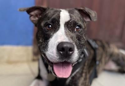 Kion from Brighton Animal Centre: The 'friendly' and 'lively' four-year-old staffie cross is not overly keen on other dogs at the moment. Kion is a new arrival who is still being assessed. SUS-210907-122239001