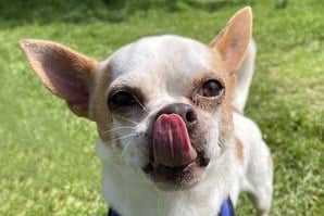 Stuart from Brighton Animal Centre: The 'shy' five/six year-old Chihuahua is looking for an adult-only, experienced home. Stuart is still being assessed at the moment. SUS-210907-122249001