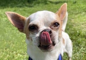 Stuart from Brighton Animal Centre: The 'shy' five/six year-old Chihuahua is looking for an adult-only, experienced home. Stuart is still being assessed at the moment. SUS-210907-122249001