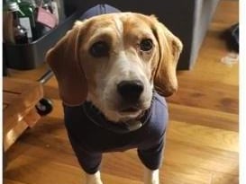 Nine-year-old Lola has a very caring and maternal nature but she does like a cuddle herself. The RSPCA said the beagle can also be 'playful and happy'. SUS-210907-135315001