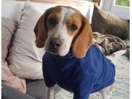 Lottie is full of character and is 'into everything'. The four-year-old is also 'unbelievably loving' and can often be quite needy. SUS-210907-135325001