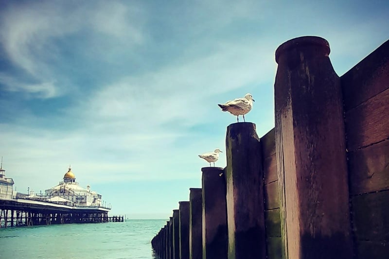 Seagulls and Eastbourne pier, by Joanne Thompson. " I live in Halstead, Essex. I love Eastbourne and have made many trips for breaks here over the years," she said. SUS-210716-111655001
