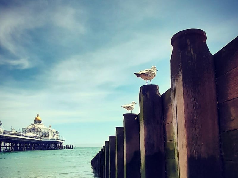 Seagulls and Eastbourne pier, by Joanne Thompson. " I live in Halstead, Essex. I love Eastbourne and have made many trips for breaks here over the years," she said. SUS-210716-111655001