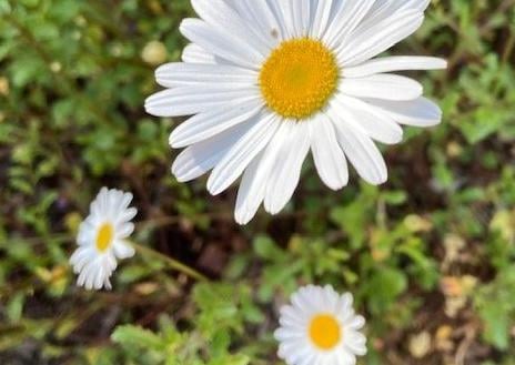 Daisy delight, by Karen Bailey. SUS-210716-112355001