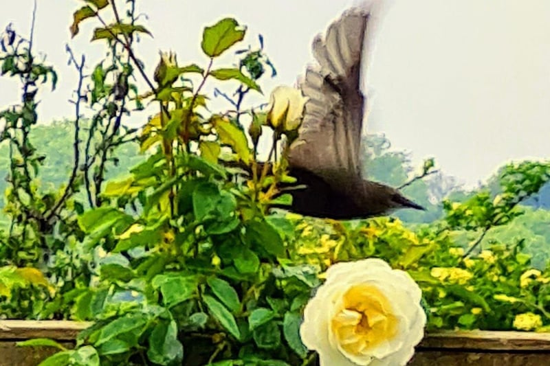 Marilyn Milton caught this starling in flight in her East Dean garden with a Samsung Galaxy phone. SUS-210716-112508001