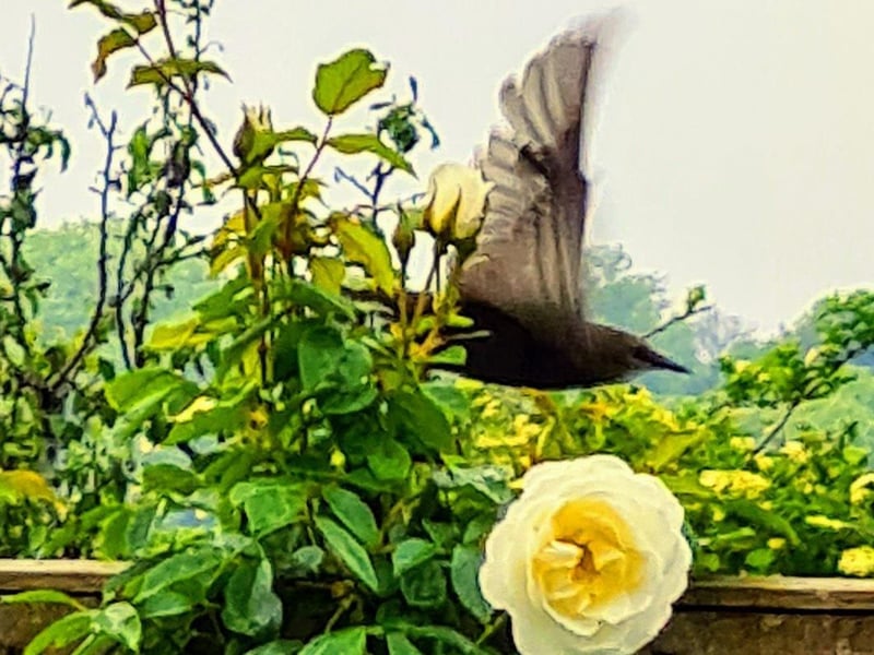Marilyn Milton caught this starling in flight in her East Dean garden with a Samsung Galaxy phone. SUS-210716-112508001