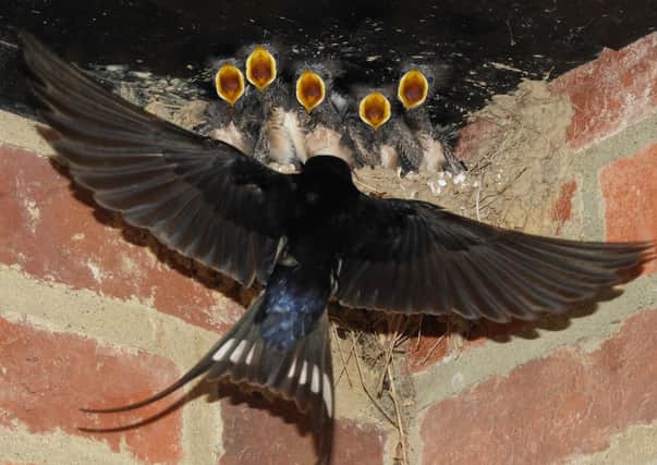 Klaus Jerzembeck took this terrific shot of a swallow feeding its young at his home in Herstmonceux. SUS-210716-112946001