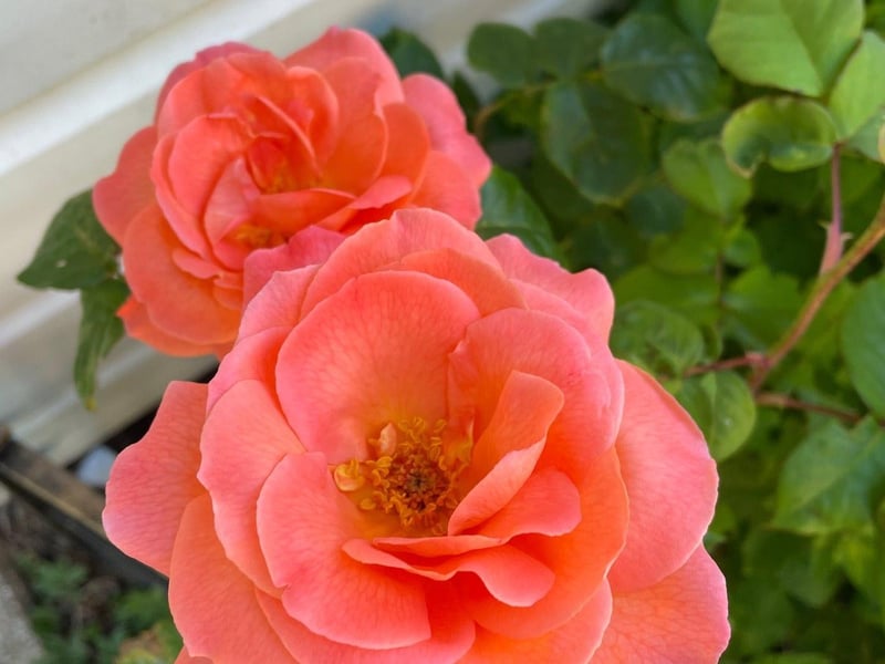 Jacqui Astridge snapped this blooming rose in her Langney garden with an iPhone. SUS-210716-115140001