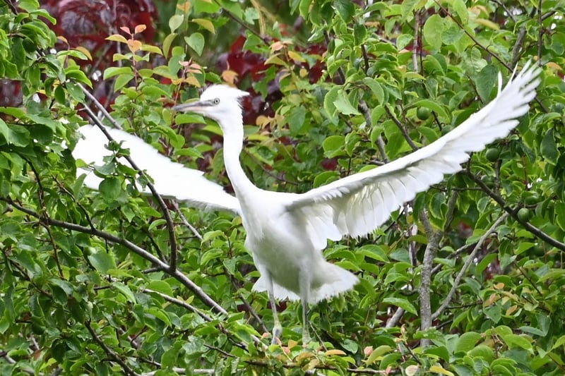 "Multiple little egret chicks have hatched in nests in Hampden Park and they are starting to flex their wings and fly," said Derek A Briggs, who took this photograph on June 22. SUS-210716-115530001