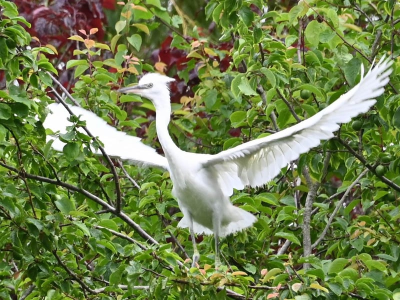 "Multiple little egret chicks have hatched in nests in Hampden Park and they are starting to flex their wings and fly," said Derek A Briggs, who took this photograph on June 22. SUS-210716-115530001