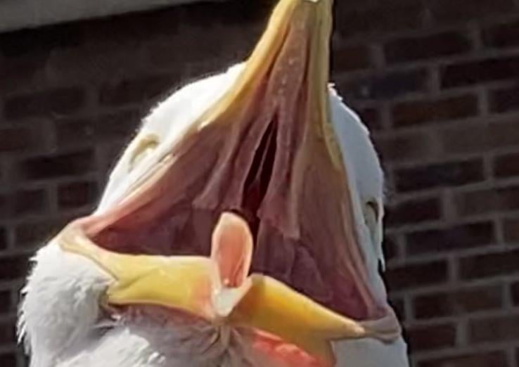 Anne Norton's resident seagull tries to keep cool in the heat. Taken with an iPhone 5SE. SUS-210716-115520001