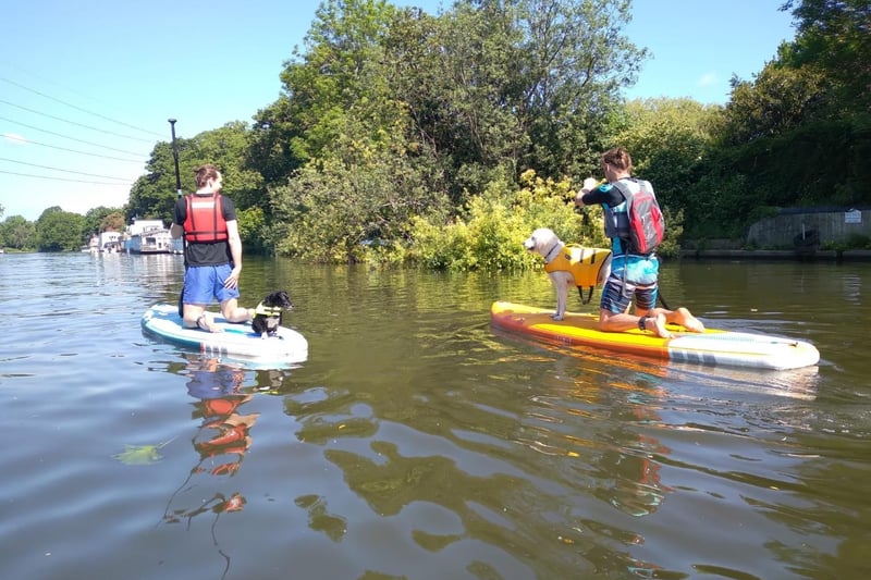 The brothers paddle boarding with their dogs. They may spend time on the anniversary of the deaths of their mother and sister with their pets.