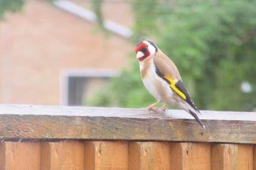 "Saw this goldfinch on the fence. The very first time I have seen one come to the garden. Picture a bit hazy as I took it through the window so not to scare it off," said Christine Harding. SUS-210716-120035001