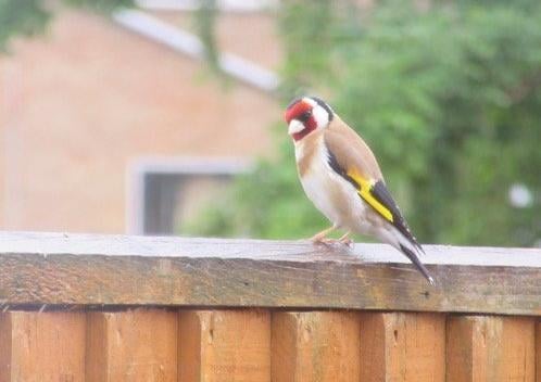 "Saw this goldfinch on the fence. The very first time I have seen one come to the garden. Picture a bit hazy as I took it through the window so not to scare it off," said Christine Harding. SUS-210716-120035001