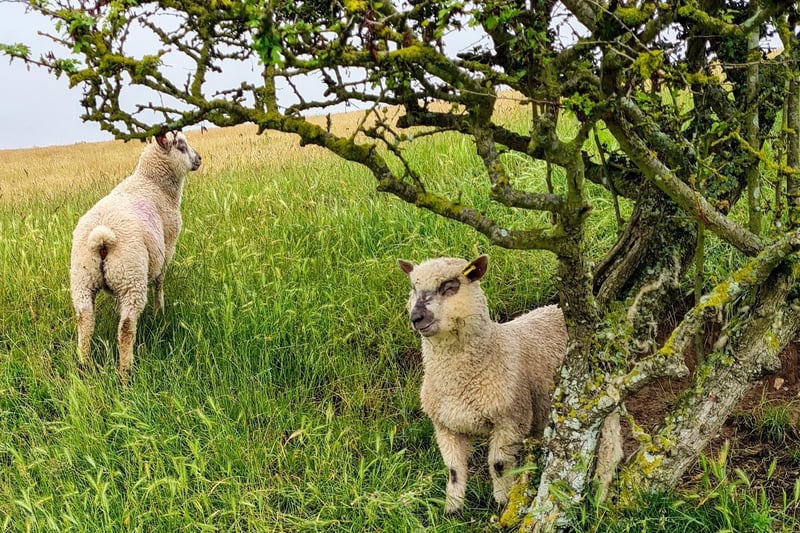 Lambs at East Dean, by Marilyn Milton. SUS-210716-120332001