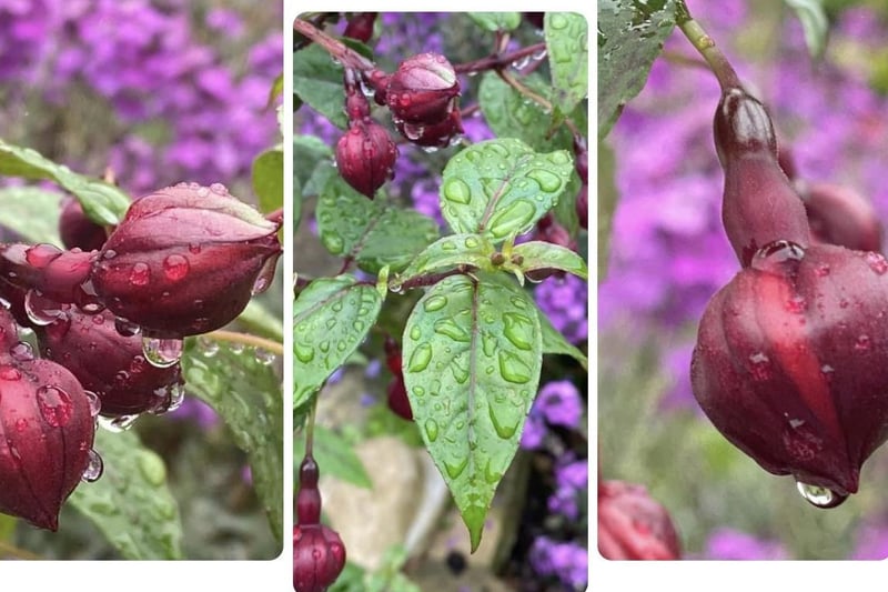 Melanie Wells made a collage of raindrops on fuchsias in her garden. These pictures were taken with an iPhone 11 Pro Max. SUS-210716-110928001
