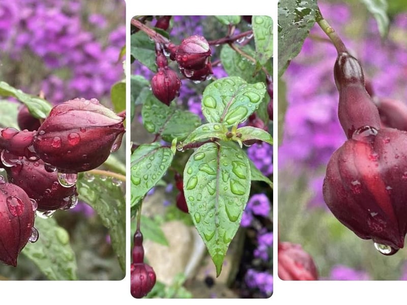 Melanie Wells made a collage of raindrops on fuchsias in her garden. These pictures were taken with an iPhone 11 Pro Max. SUS-210716-110928001