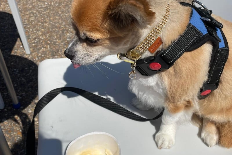 Here's  Wilf enjoying a doggy ice cream at the Langney Reach Beach. Pictured by proud owner Jacqui Astridge with an iPhone. SUS-210716-111119001