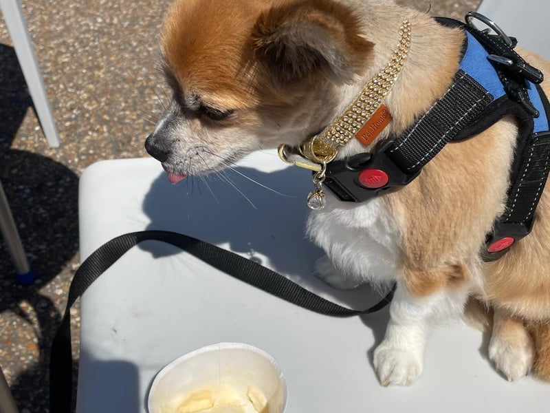 Here's Wilf enjoying a doggy ice cream at the Langney Reach Beach. Pictured by proud owner Jacqui Astridge with an iPhone. SUS-210716-111119001