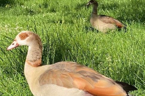 Egyptian geese in the grass at Hampden Park, taken by Karen Bailey with an iPhone. SUS-210716-111322001
