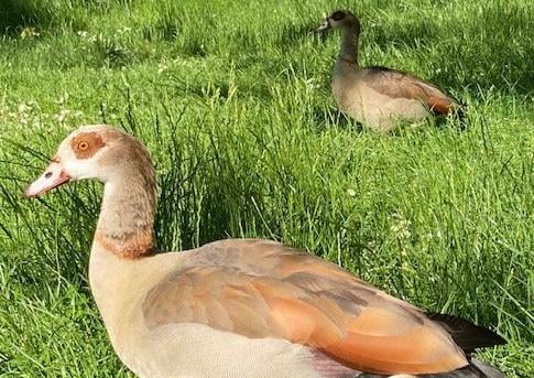 Egyptian geese in the grass at Hampden Park, taken by Karen Bailey with an iPhone. SUS-210716-111322001
