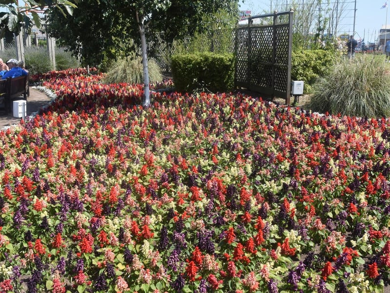 Compass Gardens in Skegness in full bloom.
