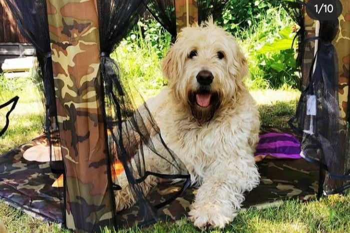 This pooch has been kitted out with a children's tent and a cooling mat! Photo: Holly Stawarz
