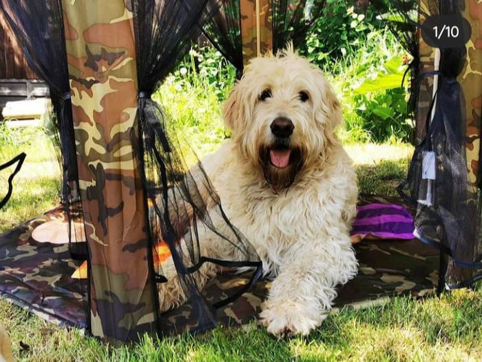This pooch has been kitted out with a children's tent and a cooling mat! Photo: Holly Stawarz