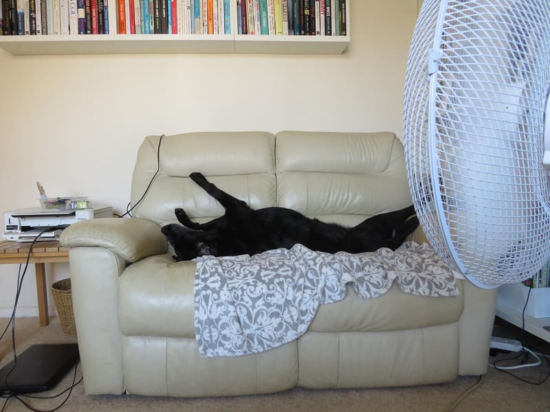 Maybe dogs aren't so different from us after all... Photo: Sam Parker