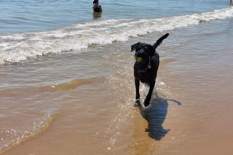 Balling! Playing fetch in the sea. Photo: Helena Margaret