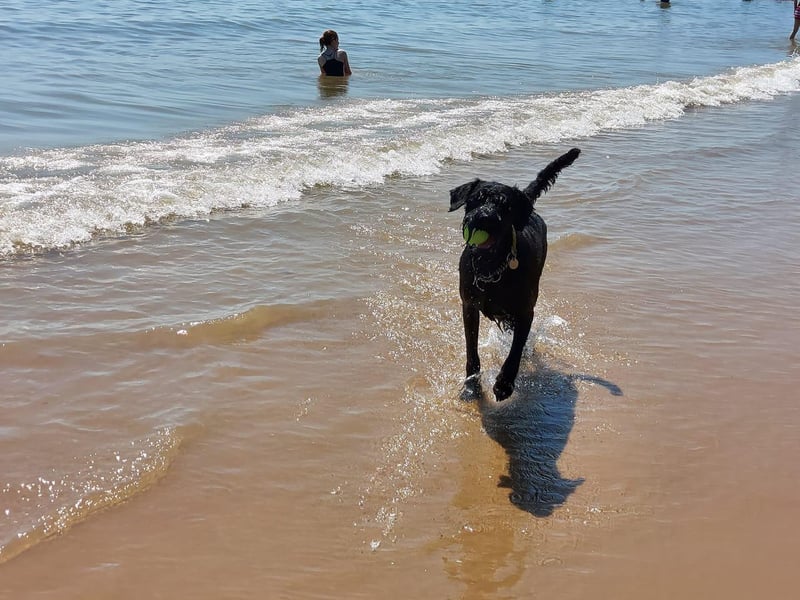 Balling! Playing fetch in the sea. Photo: Helena Margaret