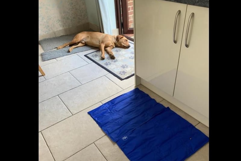 "I bought a cooling mat for our dog, Milo, to lay on in the heat. It’s going well." Photo: Karen Greenham
