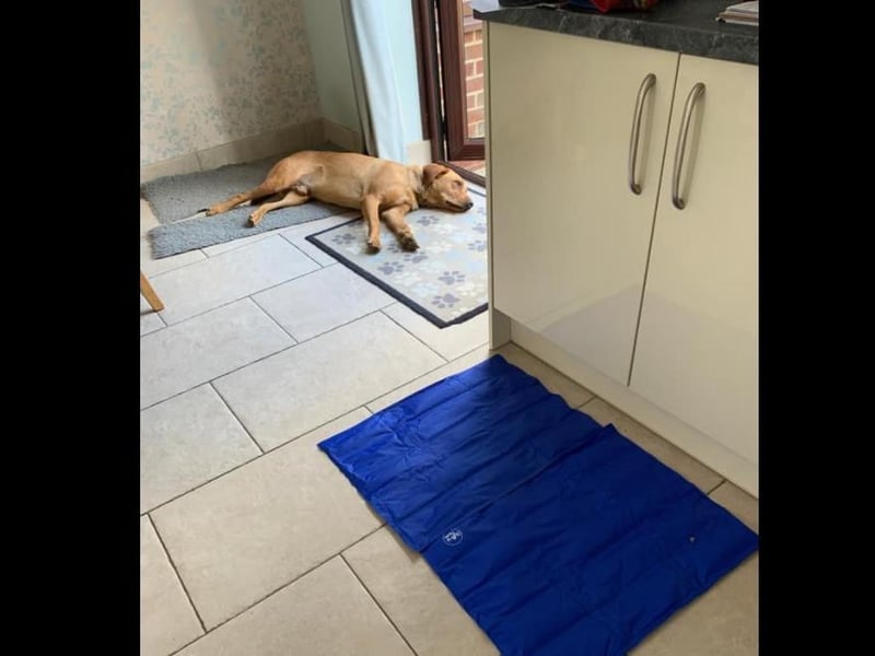 "I bought a cooling mat for our dog, Milo, to lay on in the heat. It’s going well." Photo: Karen Greenham