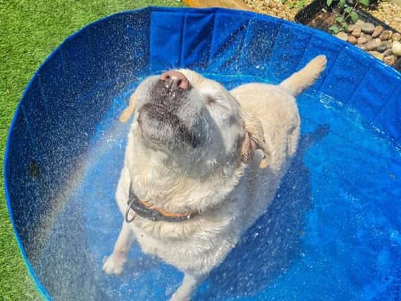 Pet owners across Northamptonshire shared their easy hacks to keep their furry friends cool in the summer heat.