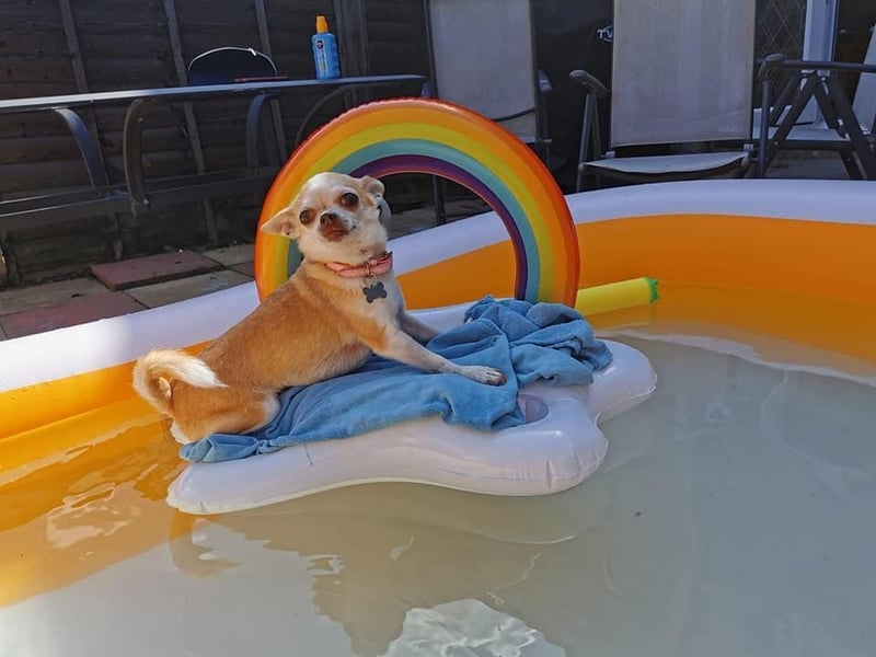 A perfectly pampered posing pooch! Photo: James Still